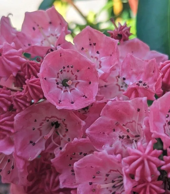 sarah-mountain-laurel Sarah Mountain Laurel