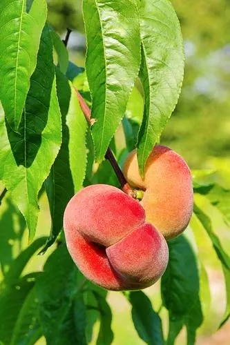 saturn-peach Saturn Peach
