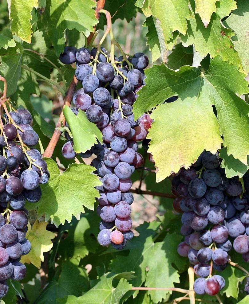 saturn-seedless-grape Saturn Seedless Grape