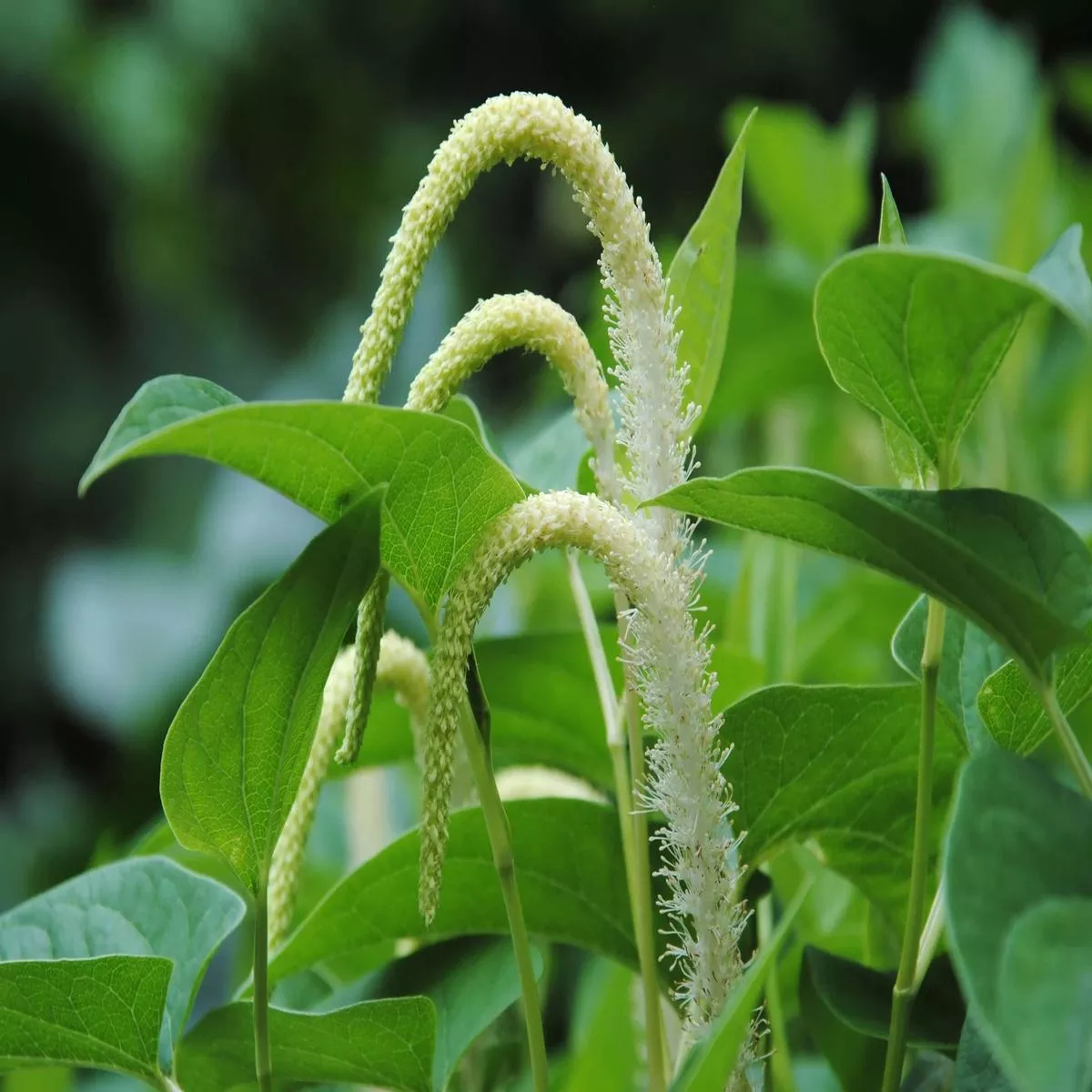 saururus-cernuus-lizards-tail-marginal-pond-plants-mp105-1-9cm-potted Saururus cernuus (Lizards tail) – Marginal Pond Plants – MP105 – 1 | 9cm Potted