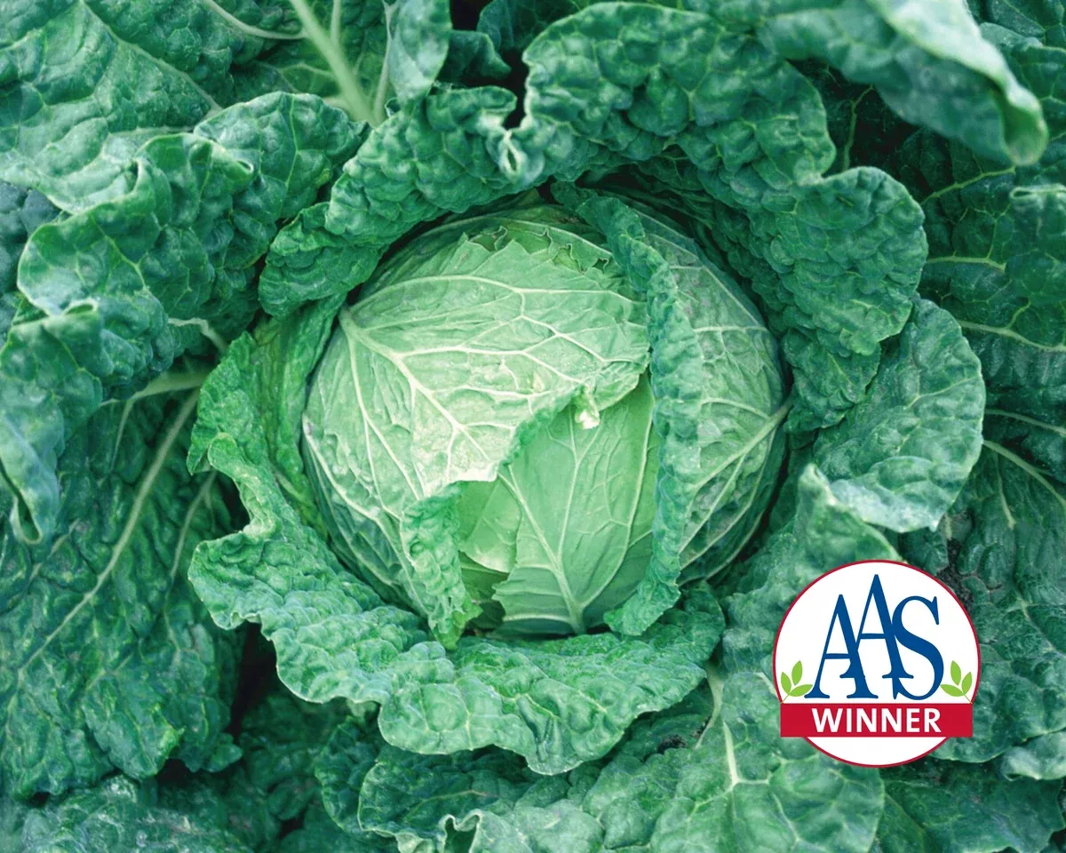savoy-king-hybrid-savoy-cabbage-seeds Savoy King Hybrid Savoy Cabbage Seeds