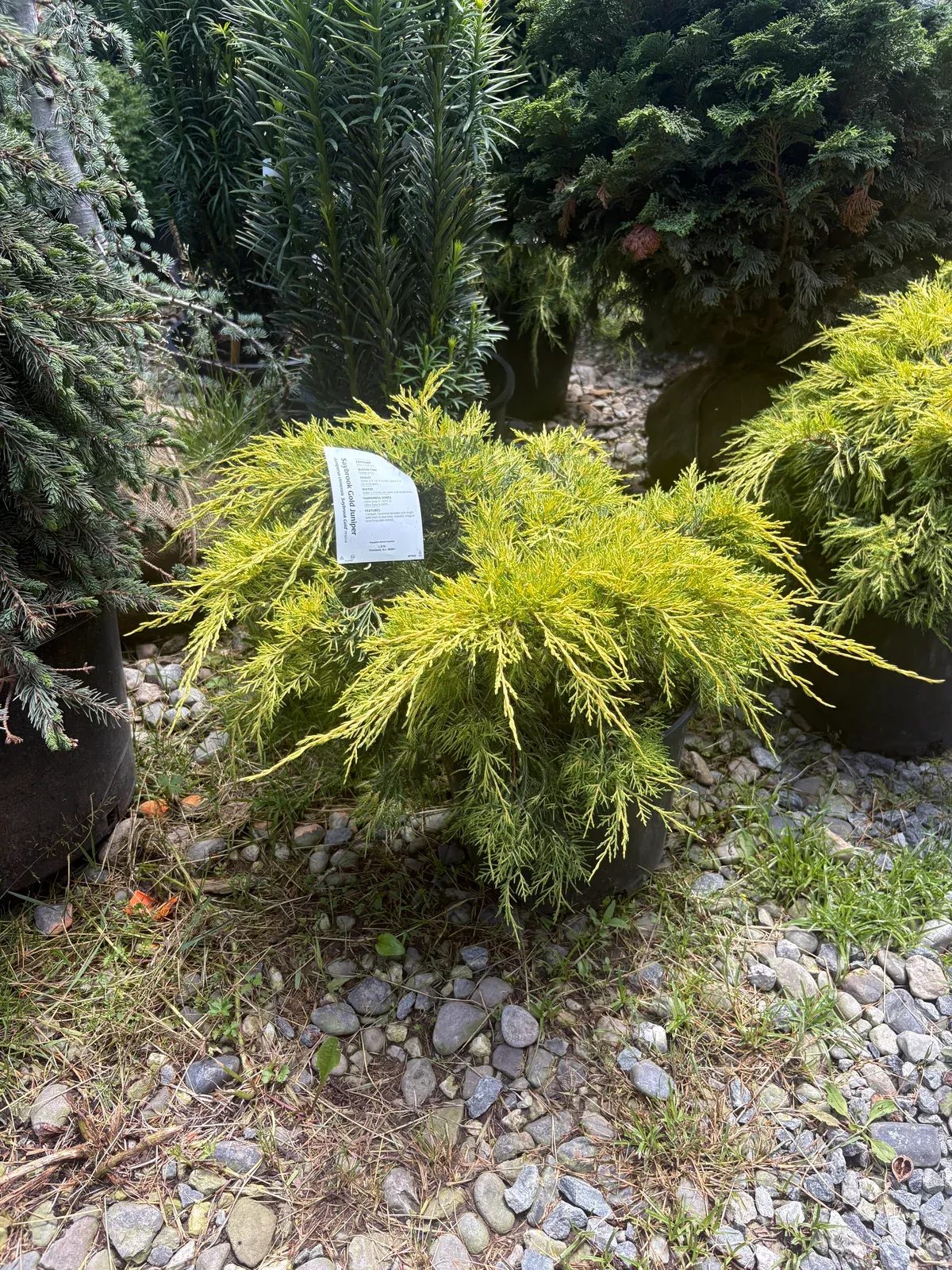 Saybrook Gold Juniper