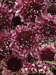 scabiosa-beaujolais-bonnets-30-ct-flat Scabiosa 'Beaujolais Bonnets' (30)ct Flat