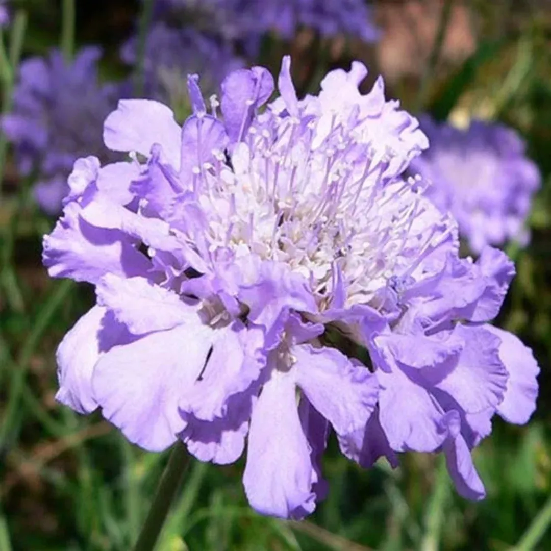 scabiosa-butterfly-blue Scabiosa 'Butterfly Blue'