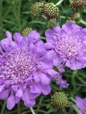 scabiosa-c-butterfly-blue-30-ct-flat Scabiosa c. 'Butterfly Blue' (30)ct Flat