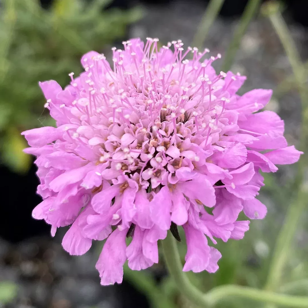 scabiosa-pink-mist Scabiosa 'Pink Mist'