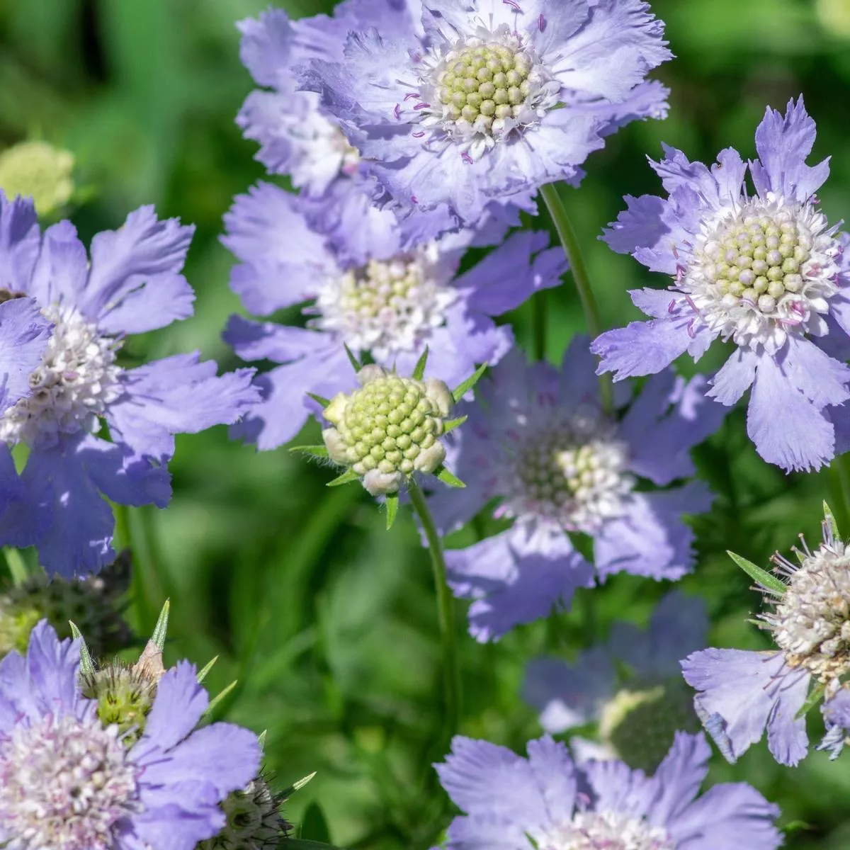 Scabious ‘Blue Note’ 9cm – 3L