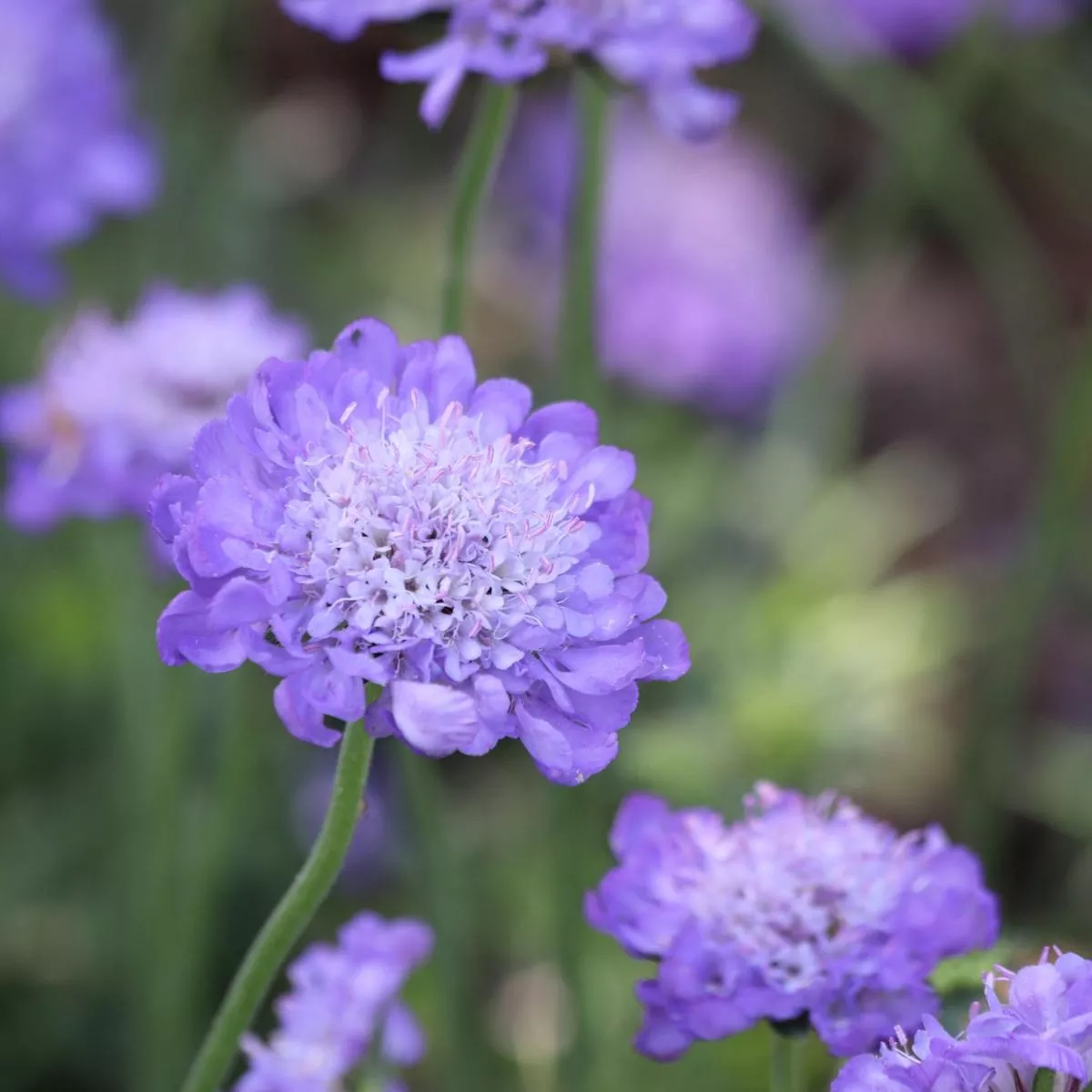 scabious-butterfly-blue-9cm-2l-1-x-3l-pot Scabious Butterfly Blue 9cm/2L – 1 x 3L Pot