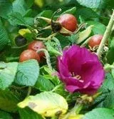 scabrosa-rose Scabrosa Rose