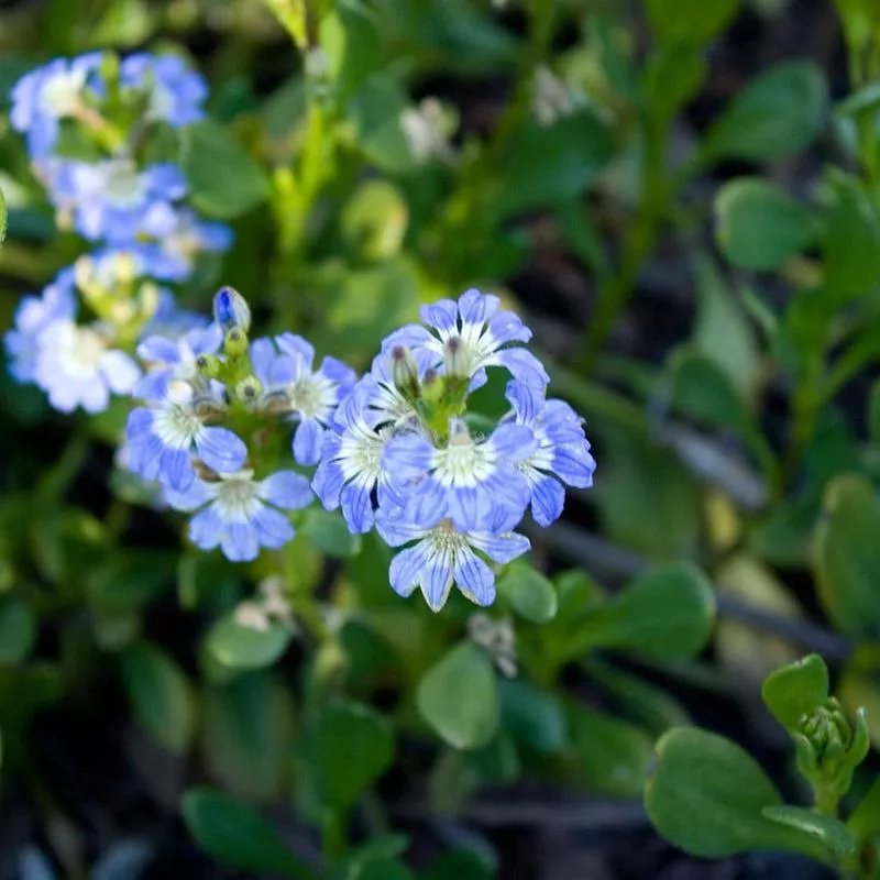 scaevola-aemula-fairy-blue Scaevola aemula Fairy 'Blue'