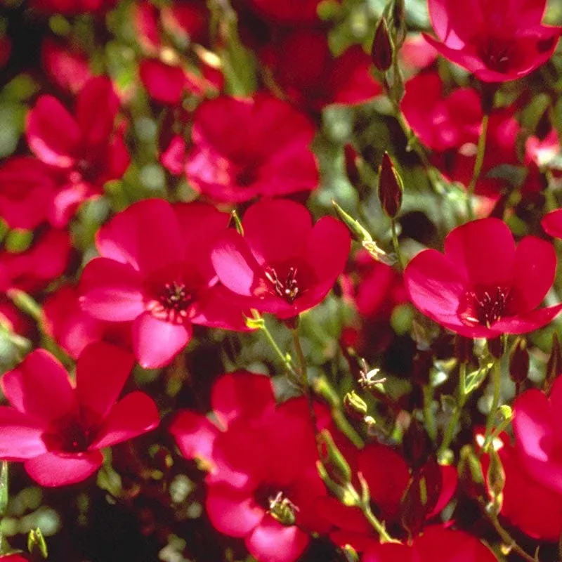 Scarlet Flax Seeds