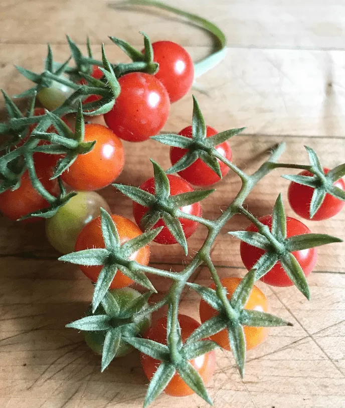 Scarlet Gem Tomato