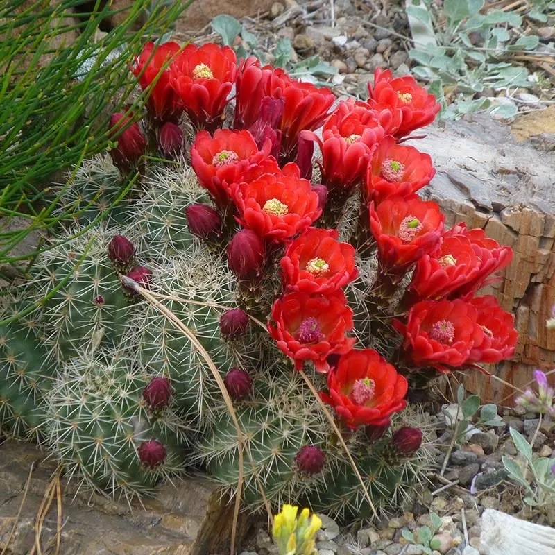 Scarlet Hedgehog Cactus (Echinocereus)