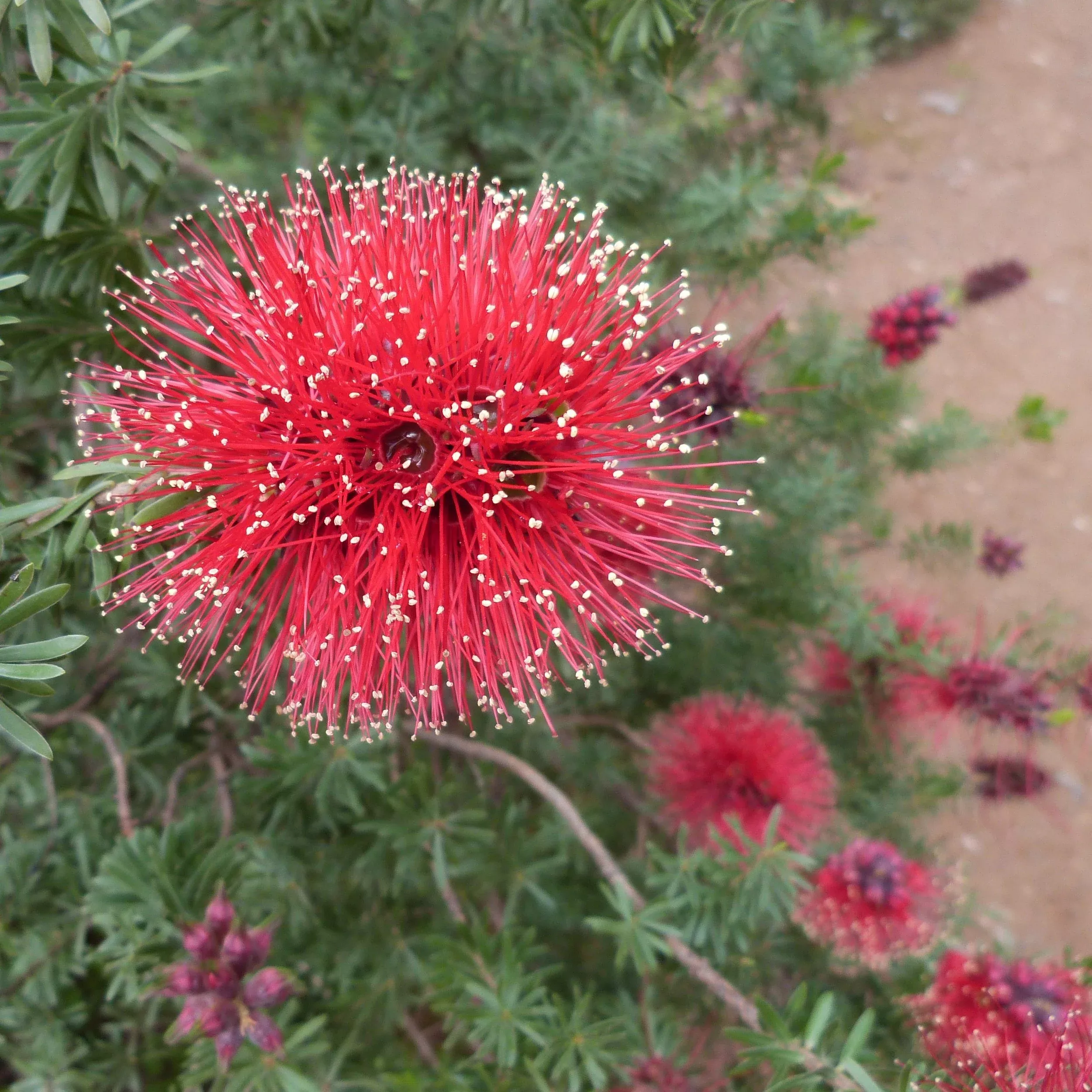 scarlet-kunzea Scarlet Kunzea