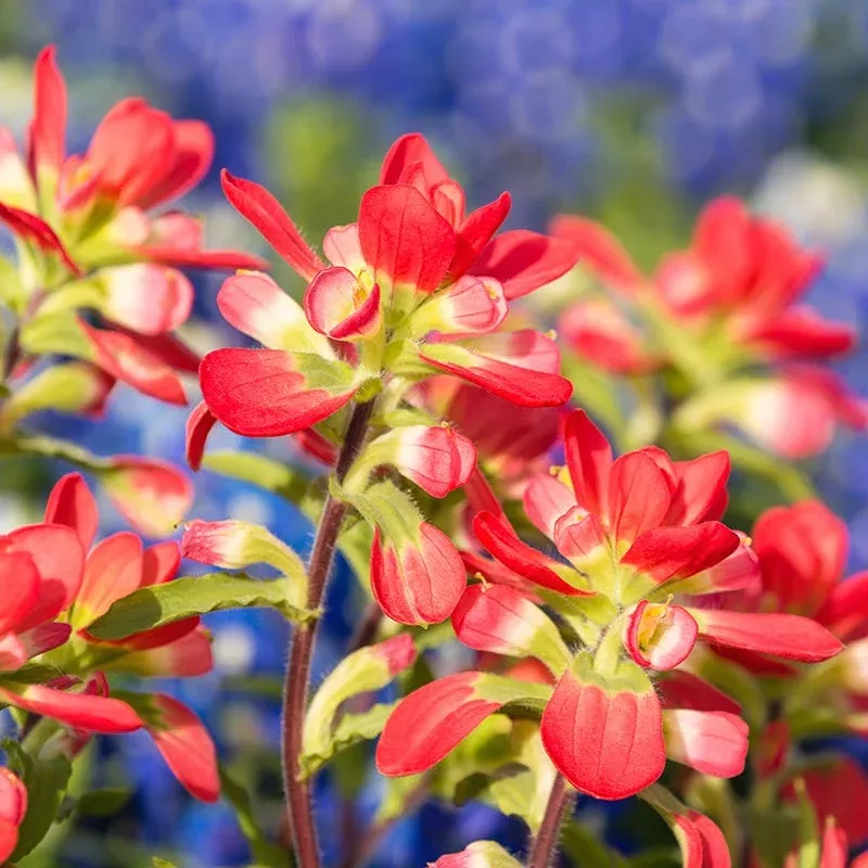 scarlet-paintbrush-seeds Scarlet Paintbrush Seeds