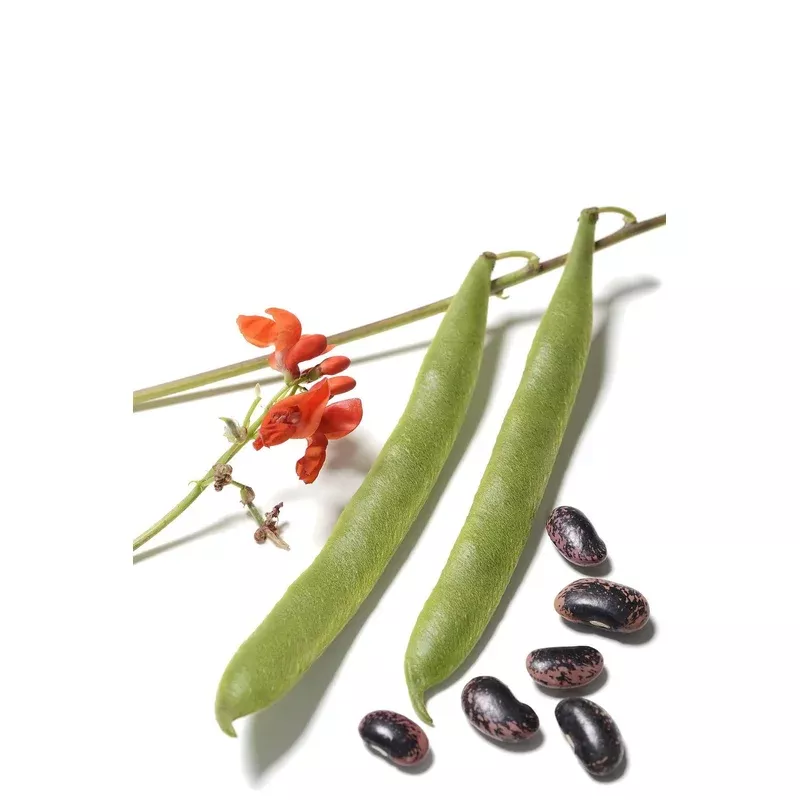 scarlet-runner-bean-phaseolus-coccineus Scarlet Runner Bean - Phaseolus coccineus