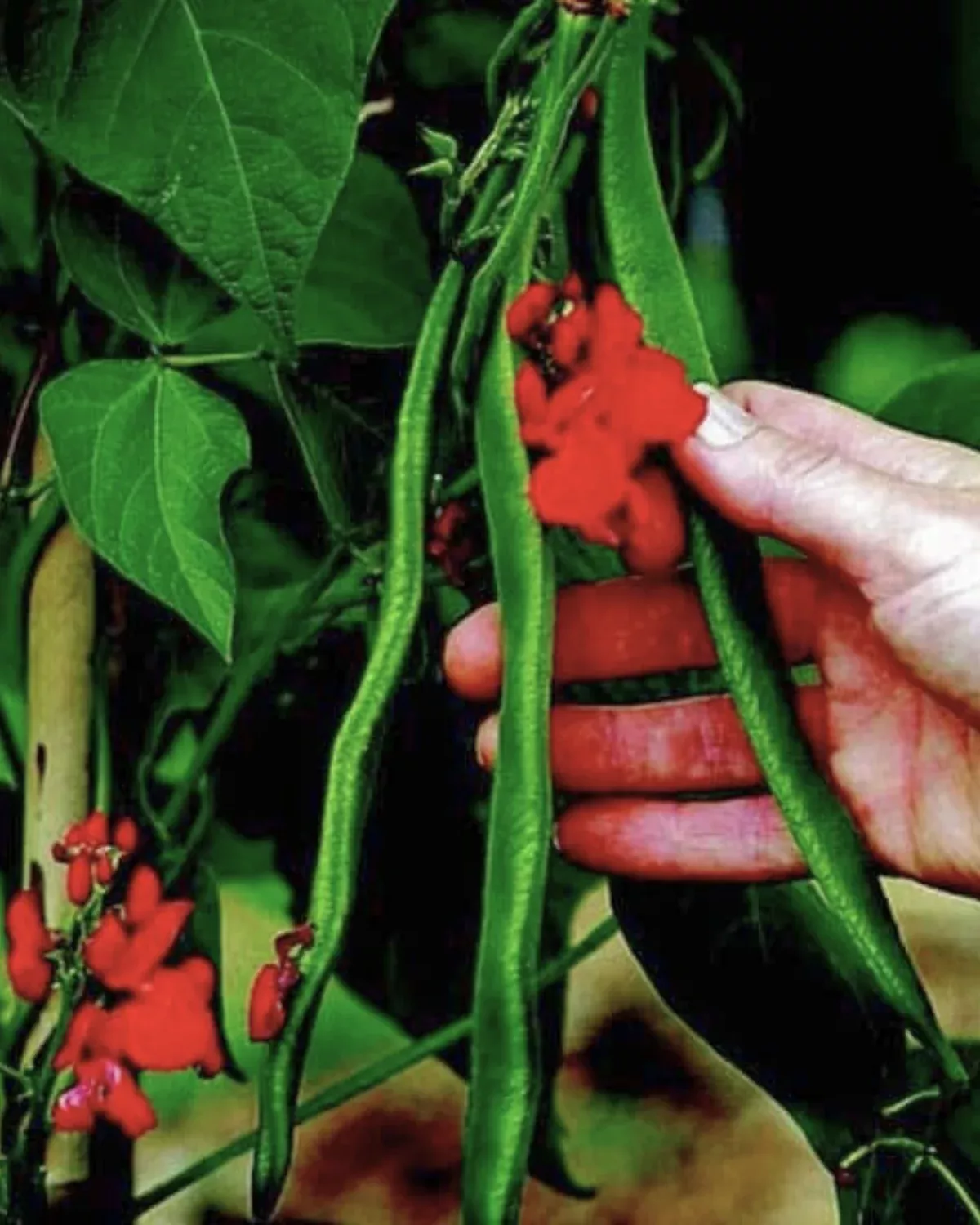scarlet-runner-bean-seeds Scarlet Runner Bean Seeds