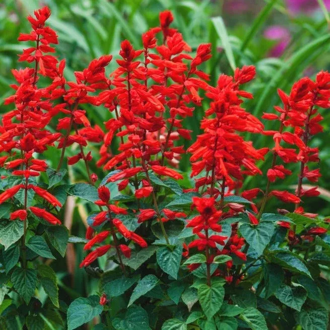 Scarlet Sage Flower seeds