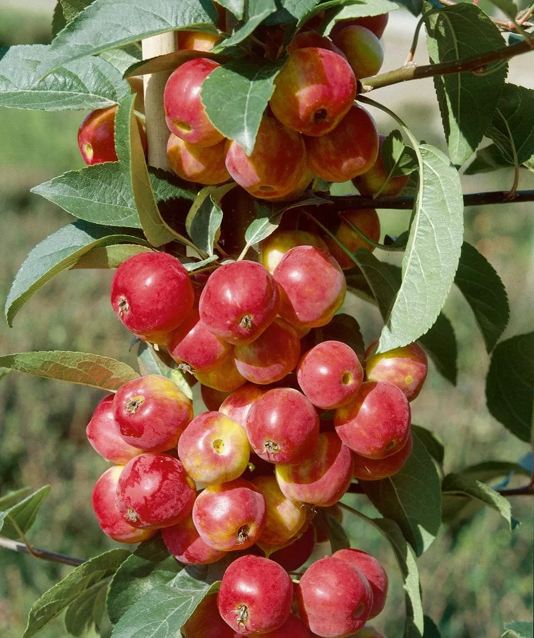 Scarlet Sentinel Columnar Apple