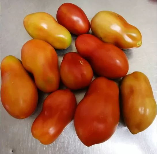 scatalone-tomato Scatalone Tomato