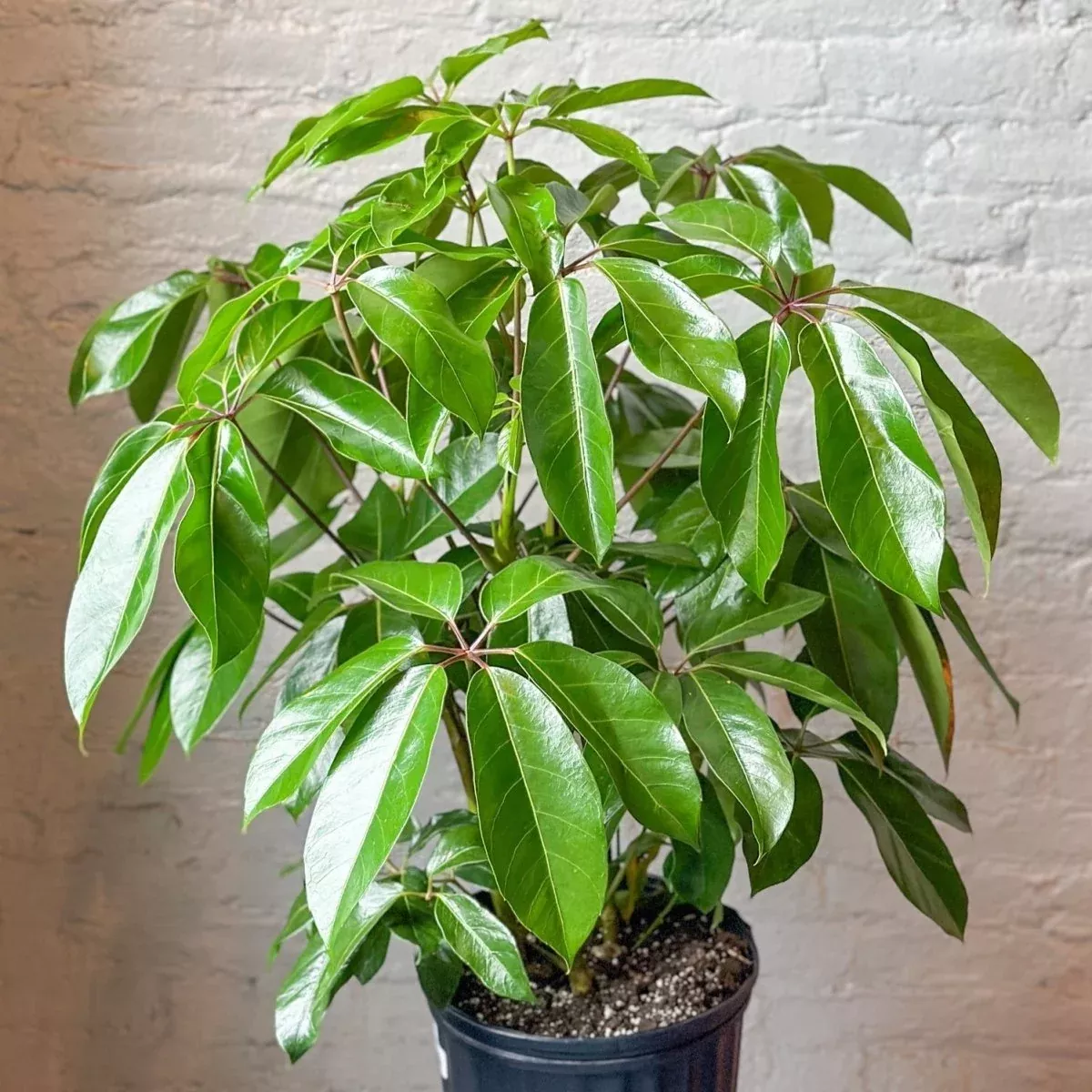 schefflera-amate-amate-umbrella-tree Schefflera amate - Amate Umbrella Tree