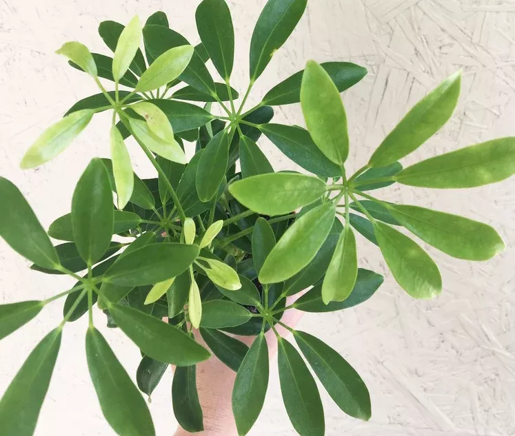 schefflera-arboricola Schefflera arboricola
