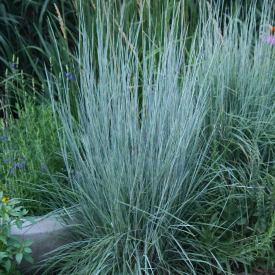 schizachyrium-blues Schizachyrium 'The Blues'
