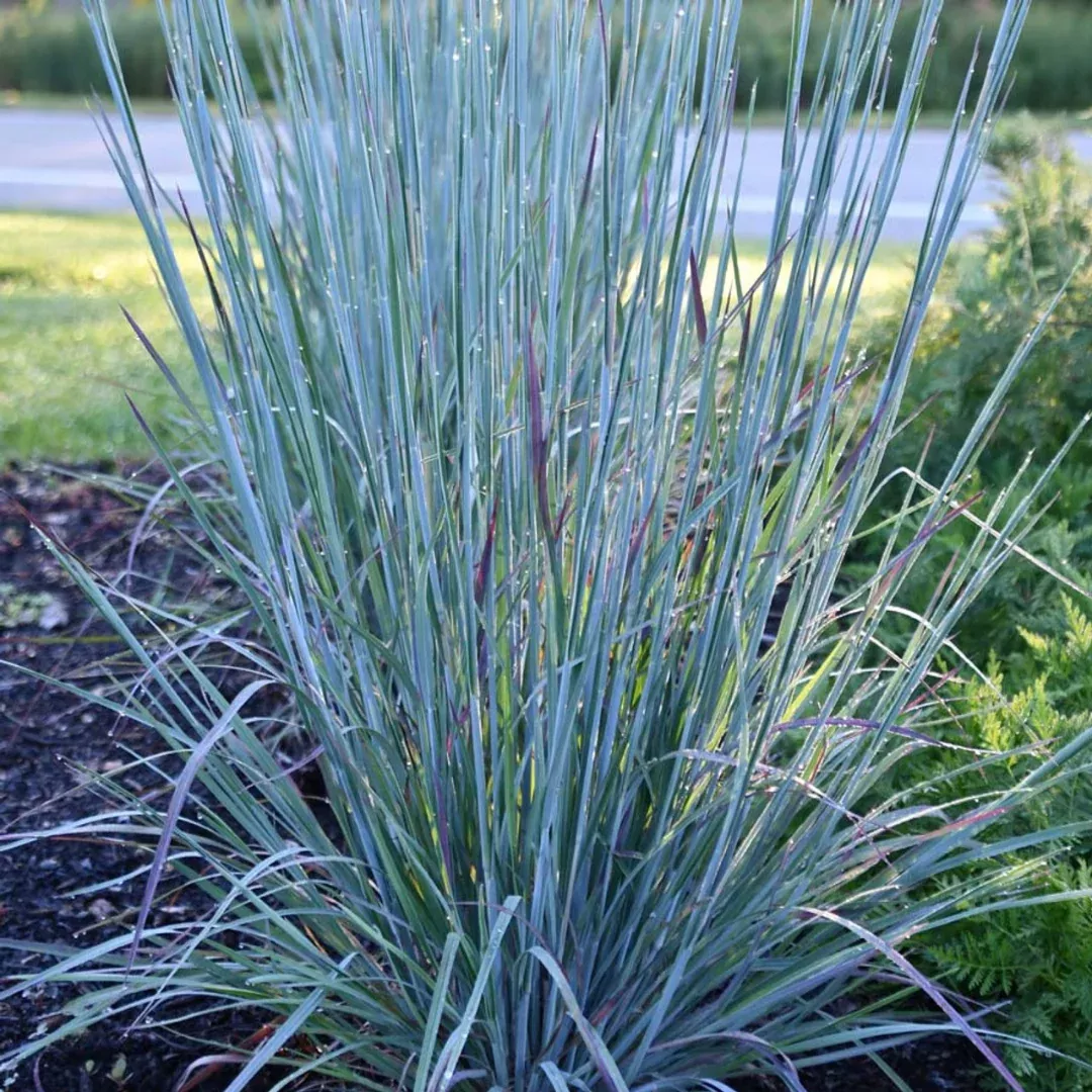 schizachyrium-scoparium Schizachyrium scoparium