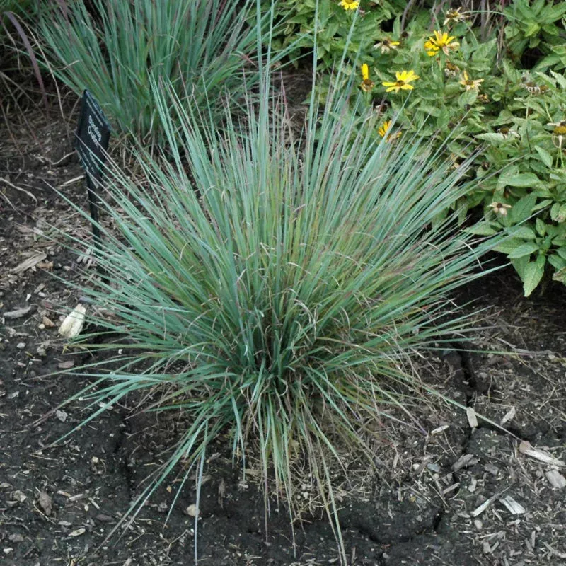 schizachyrium-standing-ovation Schizachyrium 'Standing Ovation'