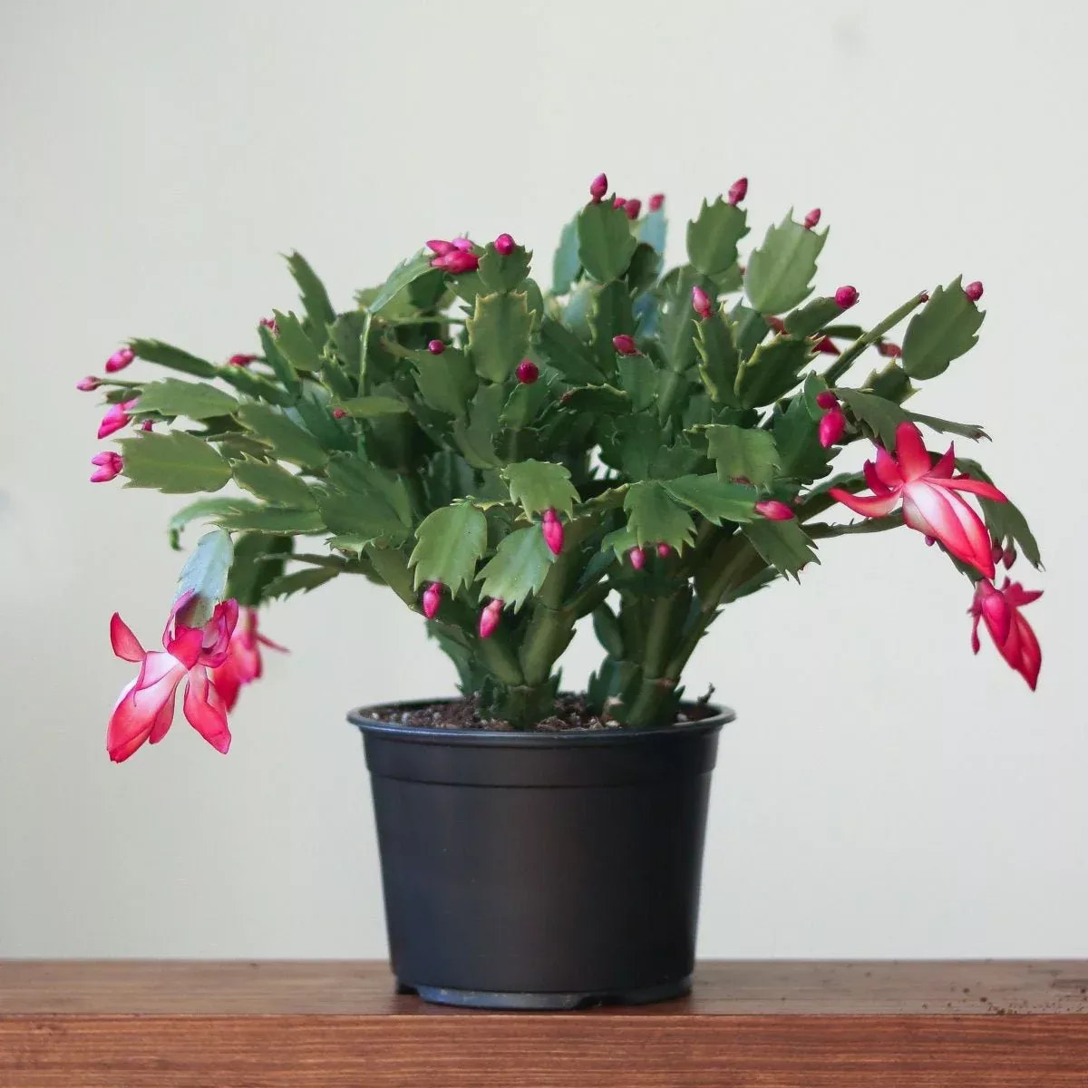 schlumbergera-bridgessii-christmas-cactus Schlumbergera Bridgessii 'Christmas Cactus'