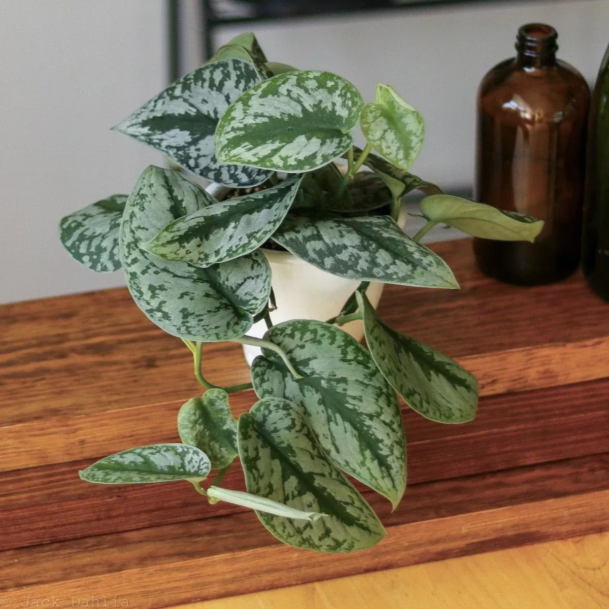 scindapsus-pictus-exotica Scindapsus Pictus ‘Exotica’