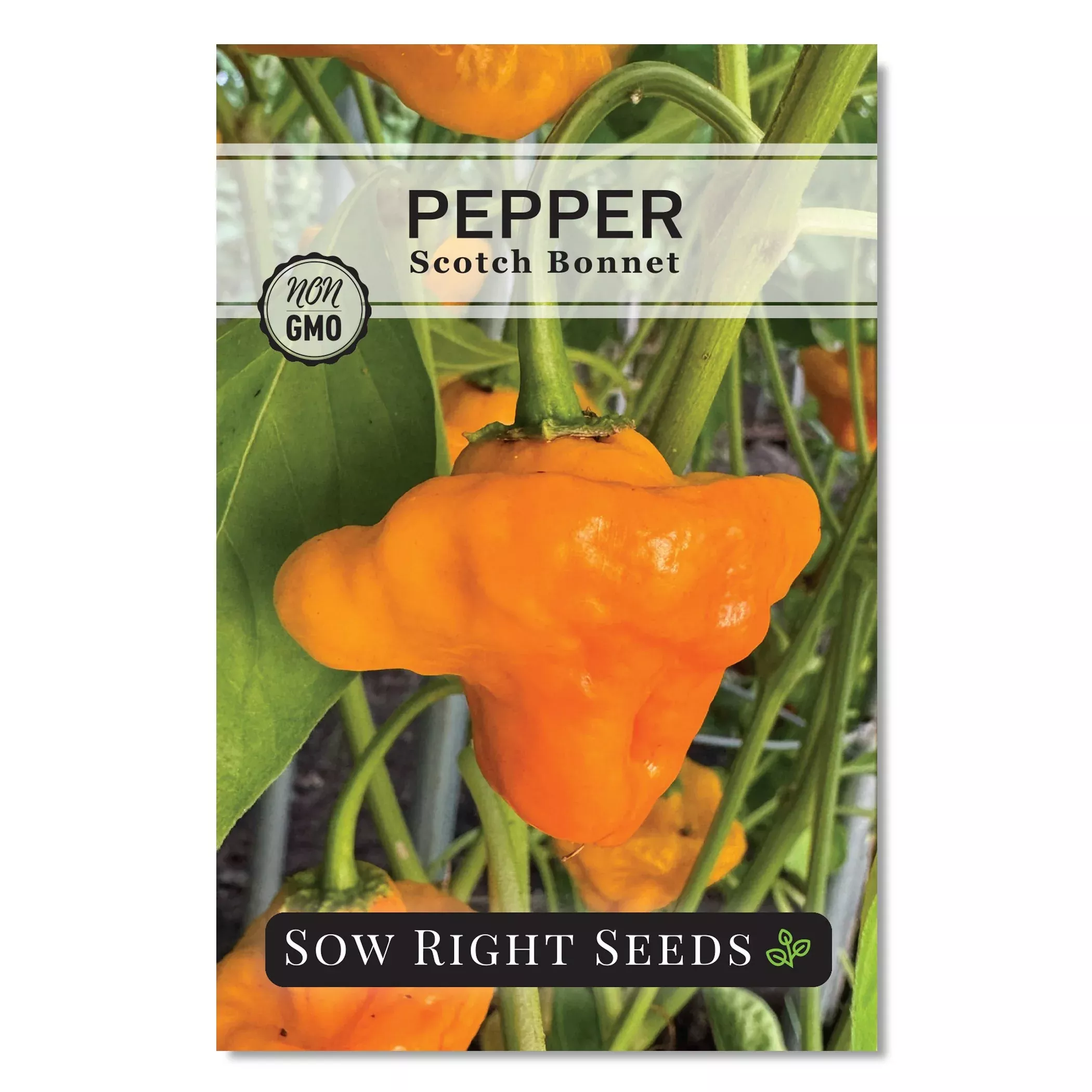 scotch-bonnet-pepper-seeds Scotch Bonnet Pepper Seeds