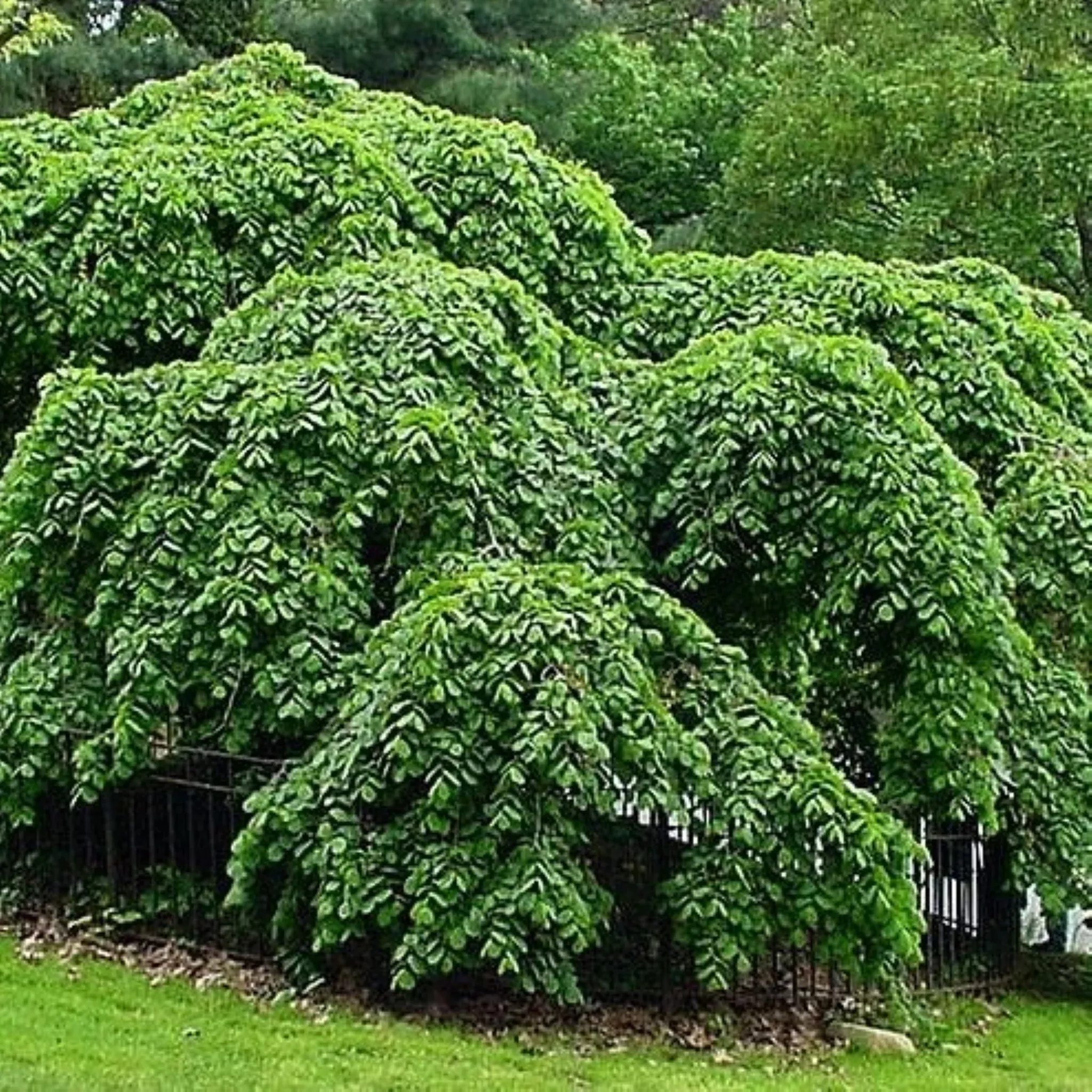 Scotch Elm