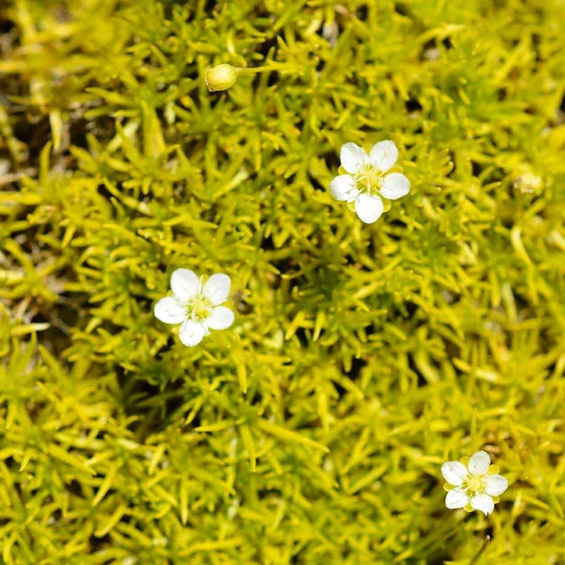 scotch-moss-sagina Scotch Moss (Sagina)