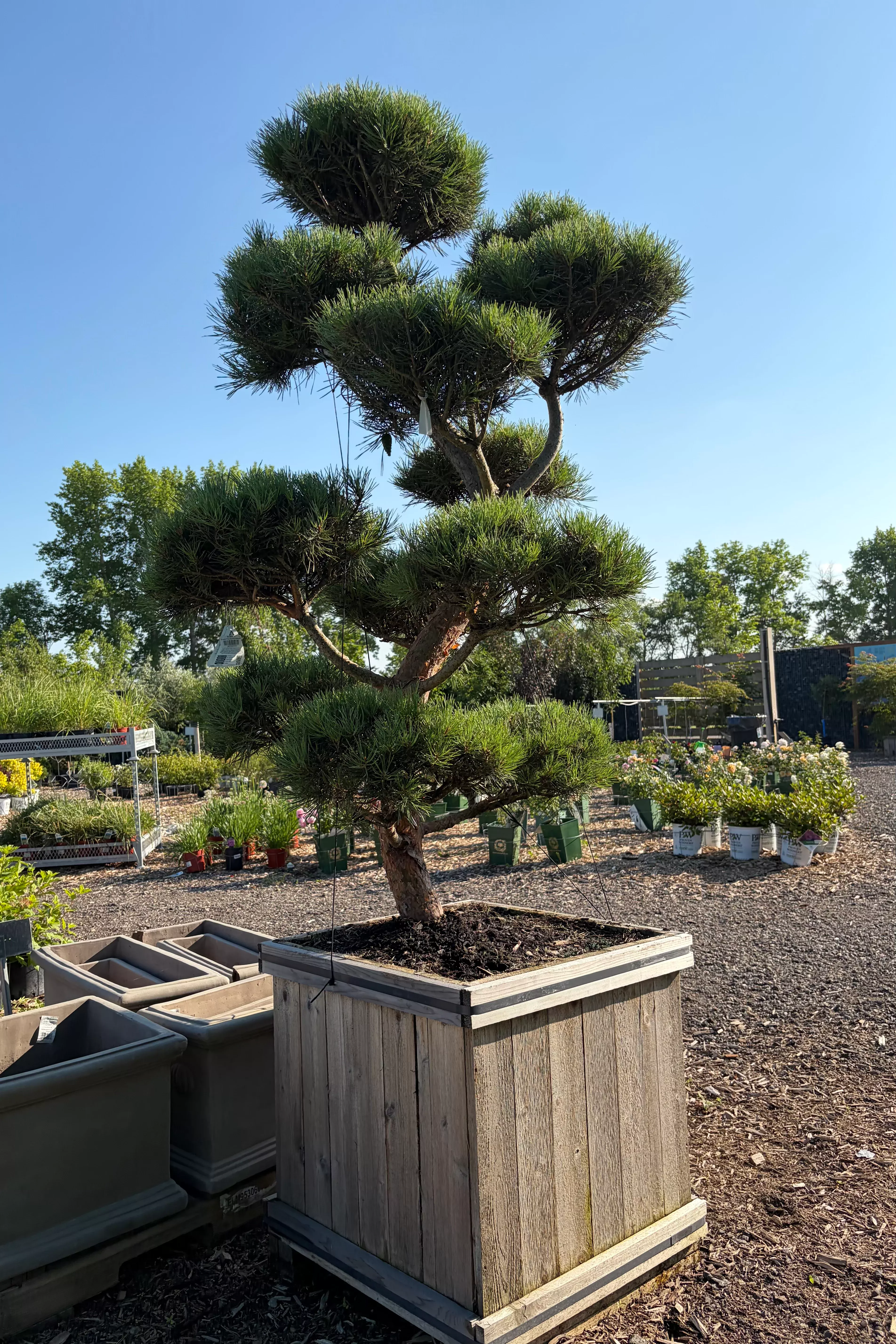 scotch-pine-bonna-hindupan Scotch Pine 'Bonna' Hindupan