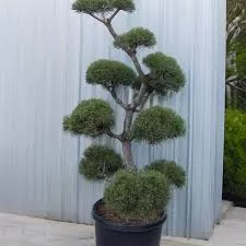 Scotch Pine: 'French Blue' Topiary - 5Gal (Br)