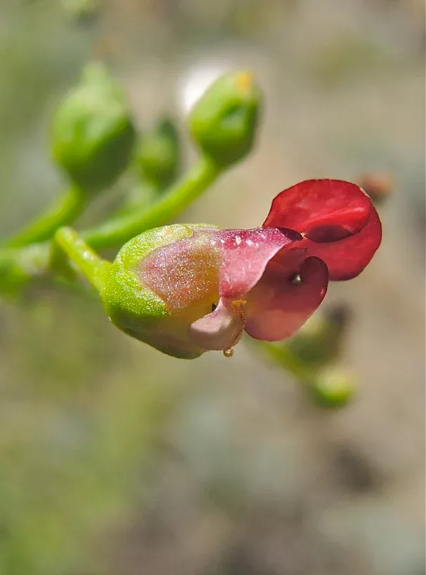 scrophularia-californica Scrophularia californica