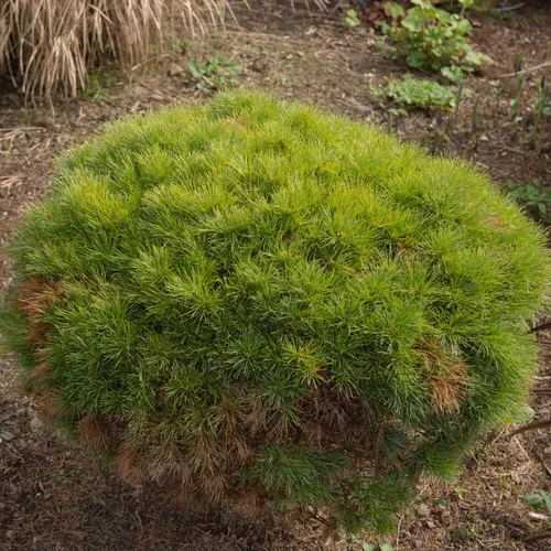 sea-urchin-dwarf-white-pine Sea Urchin Dwarf White Pine