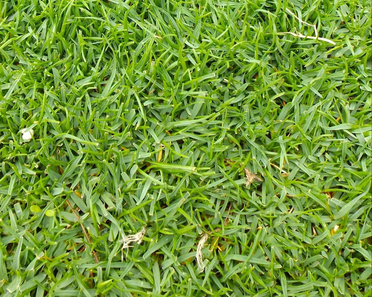 Seashore Bentgrass Seeds (Agrostis pallens)