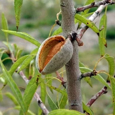 Seaside™ Almond