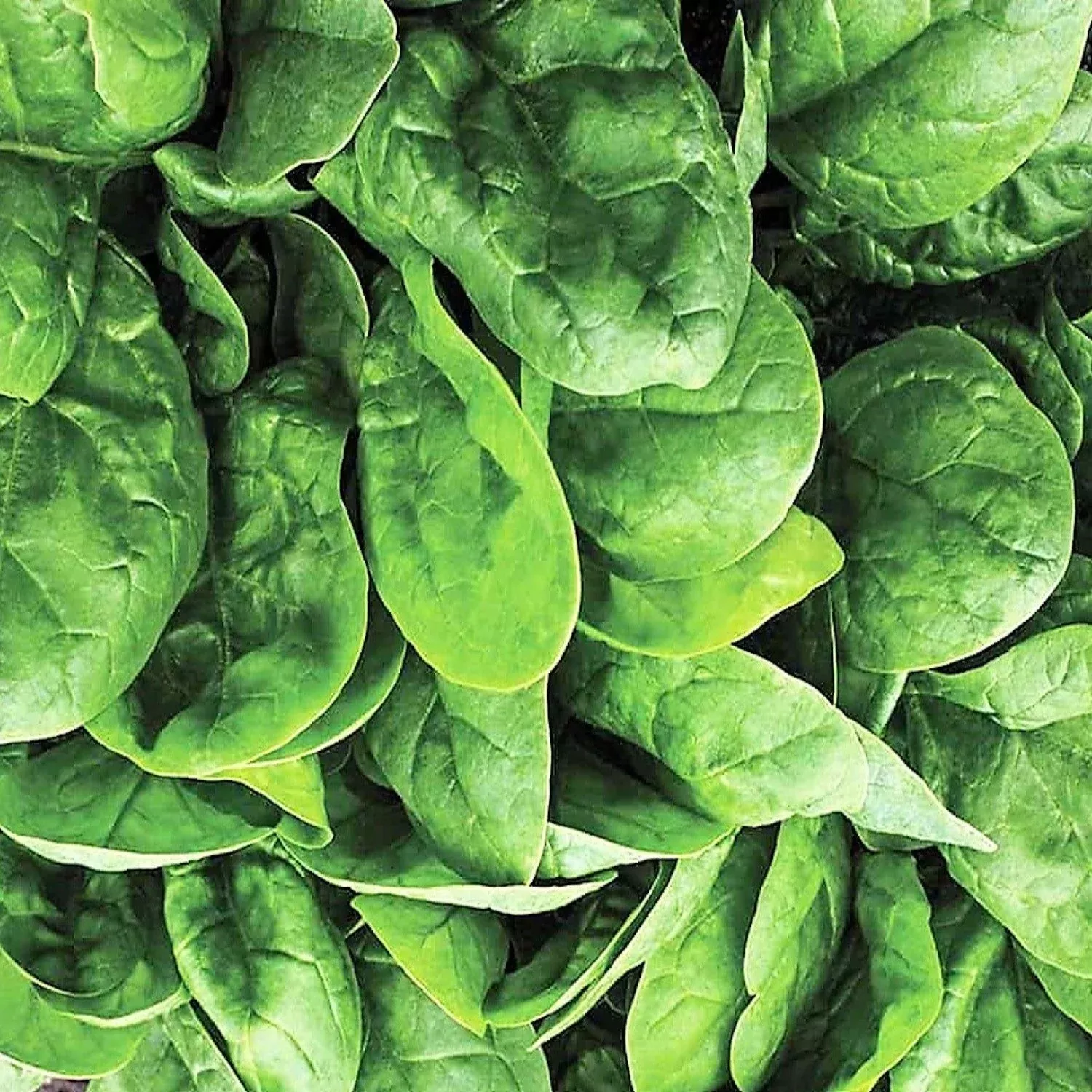 seaside-hybrid-spinach-seeds Seaside Hybrid Spinach Seeds