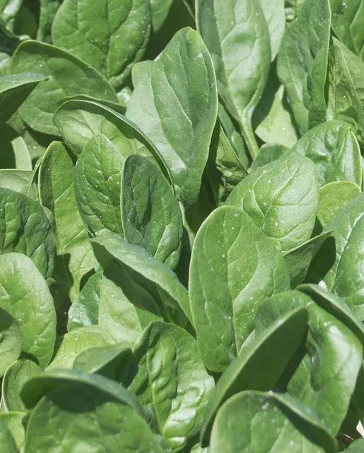 Seaside Spinach