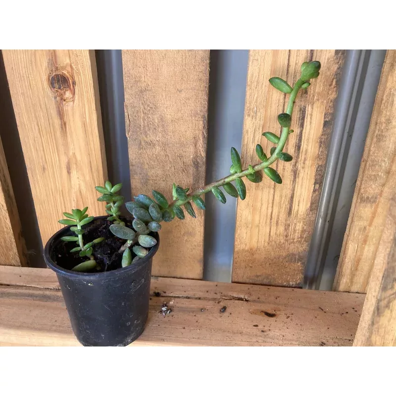 Sedeveria Hybrid, Jet Beads