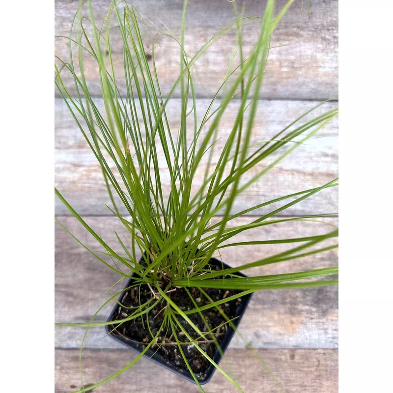 sedge-appalachian Sedge, Appalachian