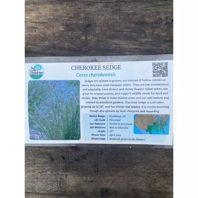 Sedge, Cherokee