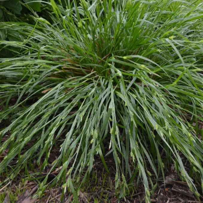 sedge-common-wood-carex-blanda Sedge: Common Wood (Carex blanda)