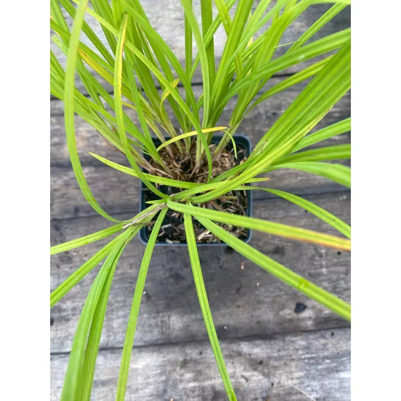 Sedge, Fringed