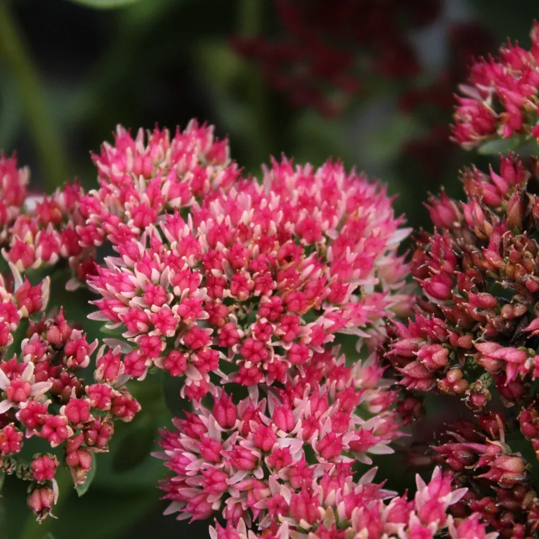 Sedum 'Autumn Fire'