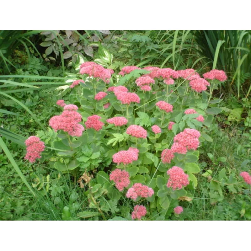 Sedum 'Autumn Joy'