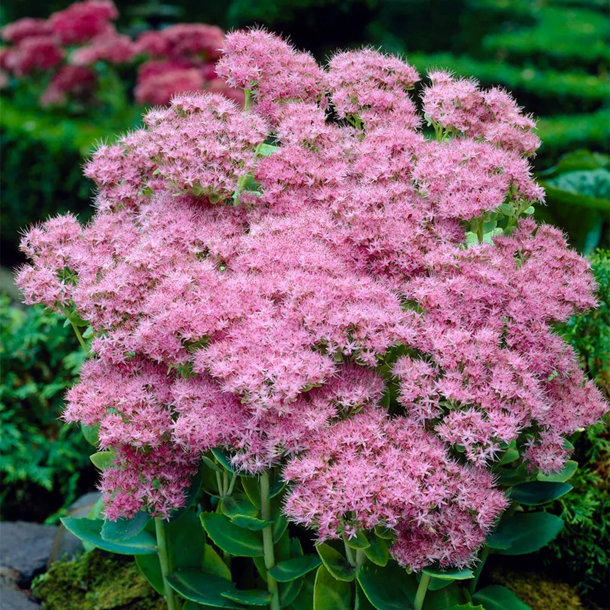 sedum-brilliant-garden-succulent Sedum - Brilliant - Garden Succulent